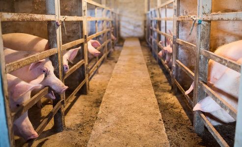 怀化云迈科技助力畜牧养殖企业数字化转型：生猪销售系统的应用