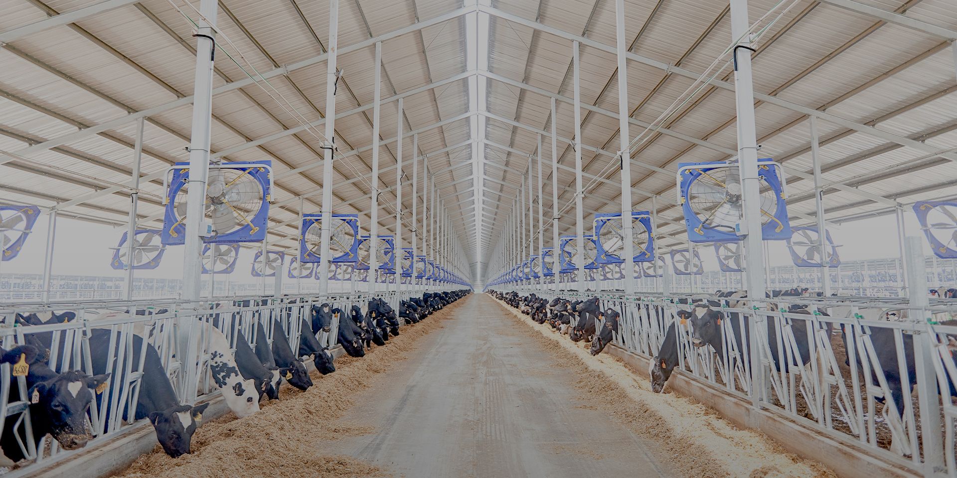 云迈科技与认养一头牛集团达成深度合作，为畜牧业销售赋能！